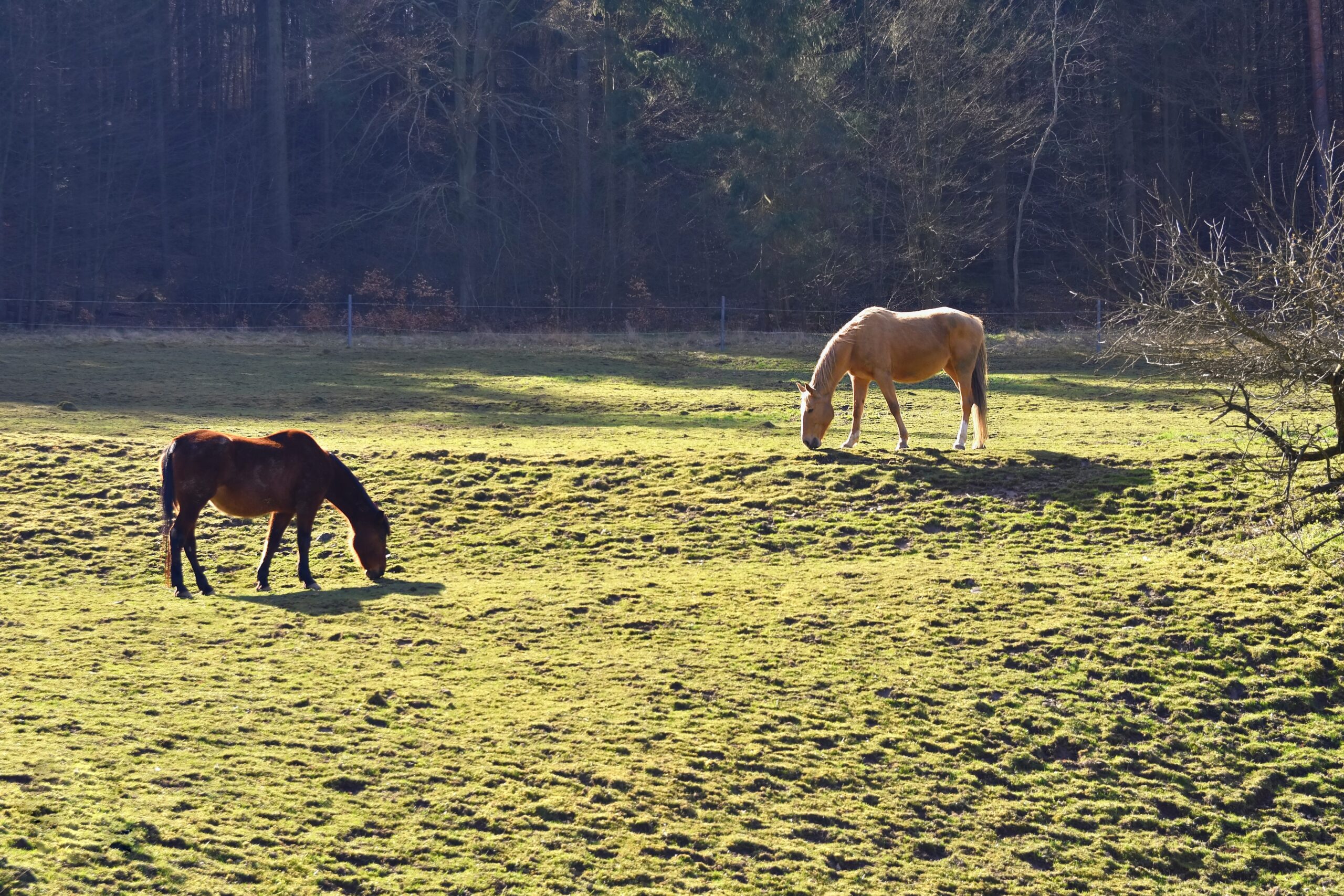 Por Que Cavalos a Pasto Precisam de Suplementação Mineral?