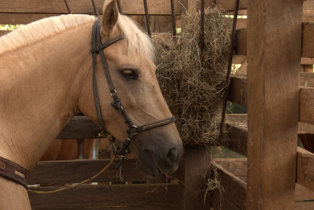 Quanto um Cavalo Deve Comer por Dia? Entenda a Alimentação Correta dos Equinos